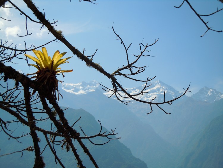 Una bromelia que crece de un árbol a lo largo de la caminata Choquequirao, Perú. 