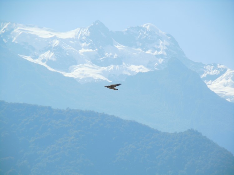 un condor în zbor, undeva de-a lungul traseului Choquequirao din Peru. 